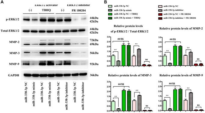 https://cdn.ncbi.nlm.nih.gov/pmc/blobs/b3b9/9417240/1d011c6b74e0/aging-14-204198-g007.jpg