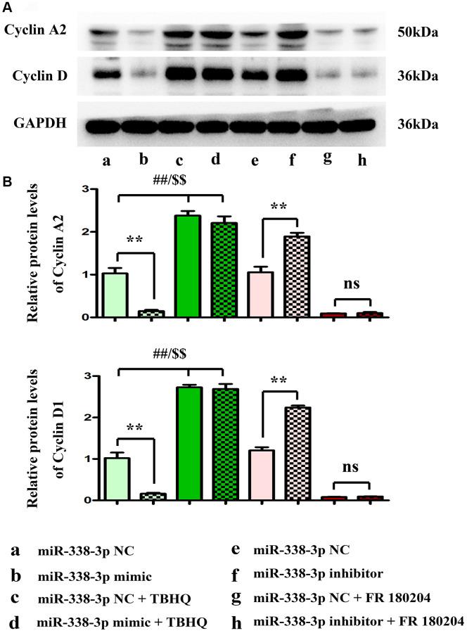 https://cdn.ncbi.nlm.nih.gov/pmc/blobs/b3b9/9417240/a65d424a745d/aging-14-204198-g010.jpg