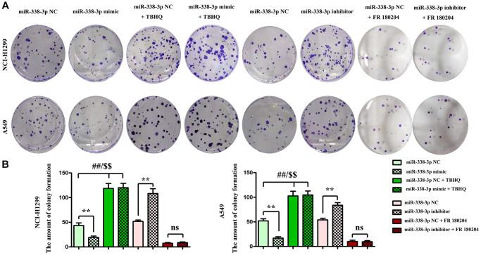 https://cdn.ncbi.nlm.nih.gov/pmc/blobs/b3b9/9417240/ade70d328946/aging-14-204198-g008.jpg