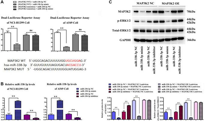 https://cdn.ncbi.nlm.nih.gov/pmc/blobs/b3b9/9417240/b823fc98731e/aging-14-204198-g005.jpg