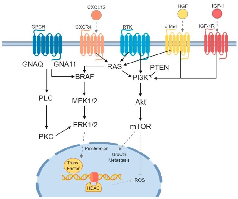 https://cdn.ncbi.nlm.nih.gov/pmc/blobs/b3bb/6627906/12fa68de634c/cancers-11-00845-g001.jpg