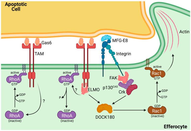 https://cdn.ncbi.nlm.nih.gov/pmc/blobs/b3bf/8161178/d230b1028258/cells-10-01265-g004.jpg
