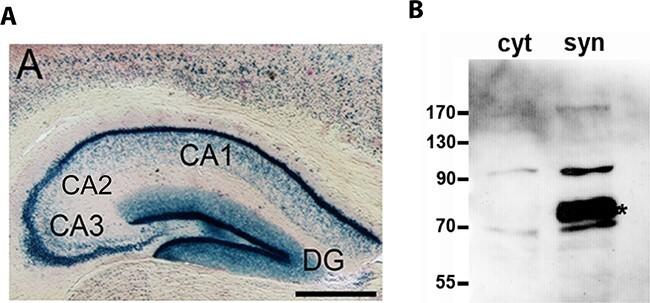 https://cdn.ncbi.nlm.nih.gov/pmc/blobs/b3c0/9376866/ed884bdfda87/bhab426f1.jpg