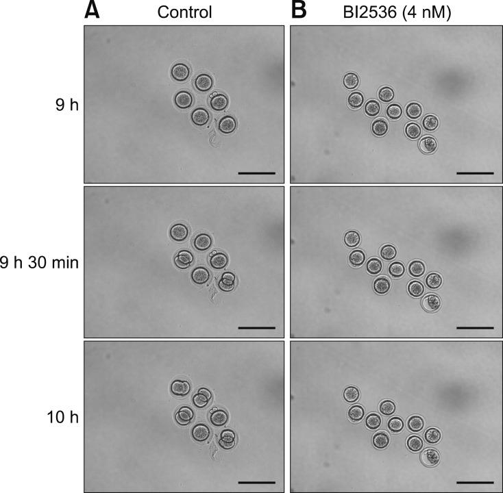 https://cdn.ncbi.nlm.nih.gov/pmc/blobs/b3c1/6351765/d7ea70138f48/jvs-20-2-g004.jpg