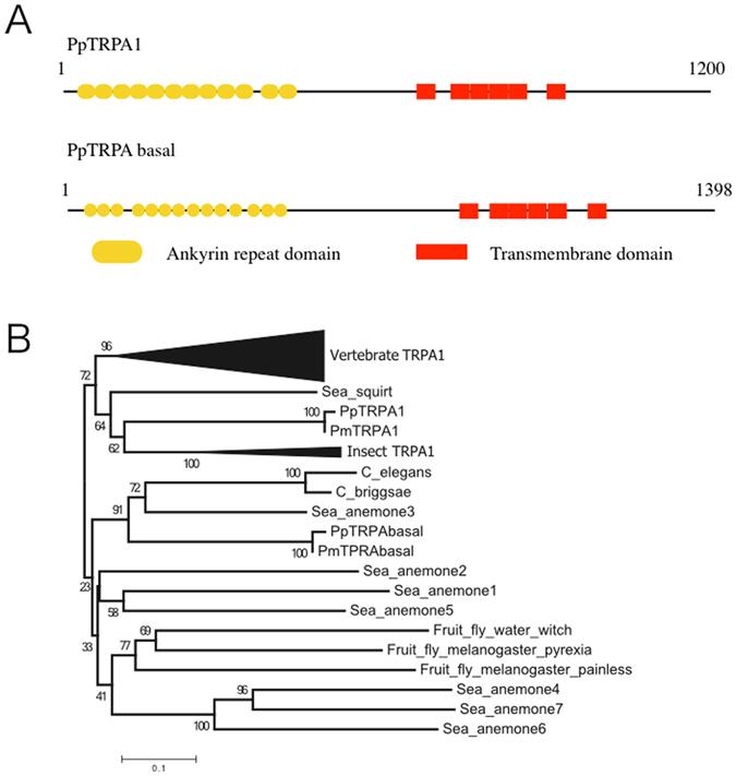 https://cdn.ncbi.nlm.nih.gov/pmc/blobs/b3c7/5438368/994c35bcc634/41598_2017_2171_Fig3_HTML.jpg