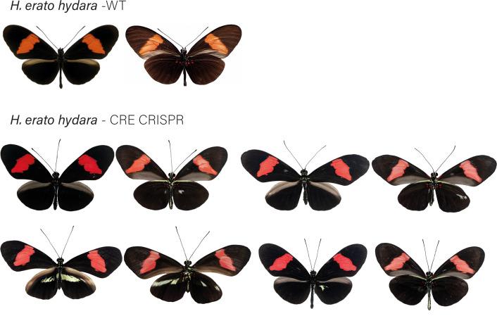 https://cdn.ncbi.nlm.nih.gov/pmc/blobs/b3c8/8289415/3b2d37a44e07/elife-68549-fig7-figsupp3.jpg