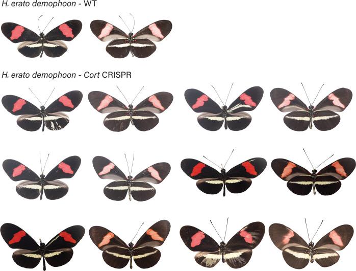https://cdn.ncbi.nlm.nih.gov/pmc/blobs/b3c8/8289415/68a4ee4eaa46/elife-68549-fig4-figsupp3.jpg