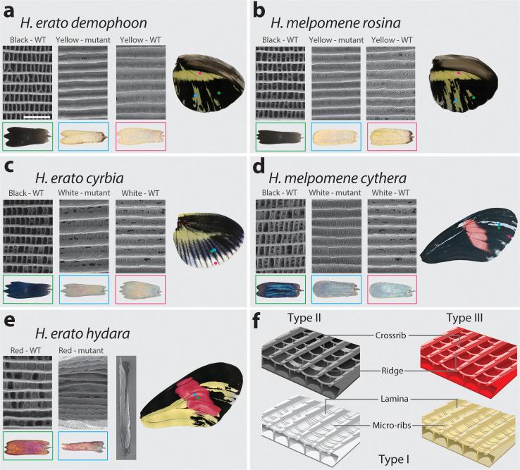 https://cdn.ncbi.nlm.nih.gov/pmc/blobs/b3c8/8289415/903ebf56bac9/elife-68549-fig9.jpg
