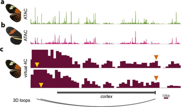 https://cdn.ncbi.nlm.nih.gov/pmc/blobs/b3c8/8289415/92ce22328d0e/elife-68549-fig7-figsupp5.jpg