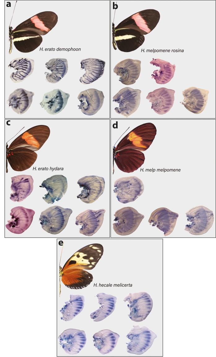 https://cdn.ncbi.nlm.nih.gov/pmc/blobs/b3c8/8289415/94d3e1519f23/elife-68549-fig3-figsupp1.jpg