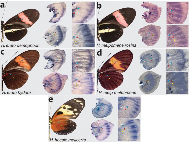 https://cdn.ncbi.nlm.nih.gov/pmc/blobs/b3c8/8289415/b46dffc8e4ca/elife-68549-fig3.jpg