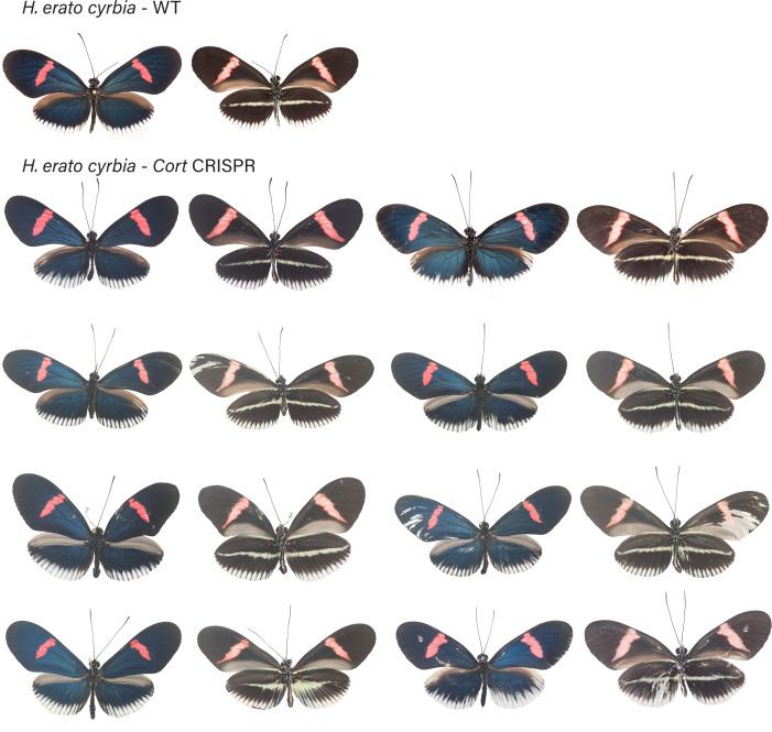 https://cdn.ncbi.nlm.nih.gov/pmc/blobs/b3c8/8289415/c06cf546e60e/elife-68549-fig4-figsupp2.jpg