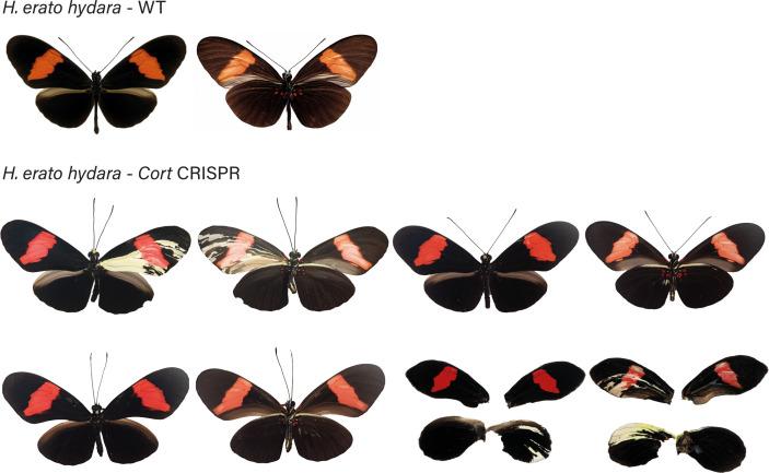 https://cdn.ncbi.nlm.nih.gov/pmc/blobs/b3c8/8289415/c3f41c0cf57a/elife-68549-fig4-figsupp4.jpg