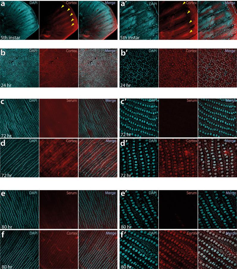 https://cdn.ncbi.nlm.nih.gov/pmc/blobs/b3c8/8289415/da7ea850f1b0/elife-68549-fig6-figsupp1.jpg