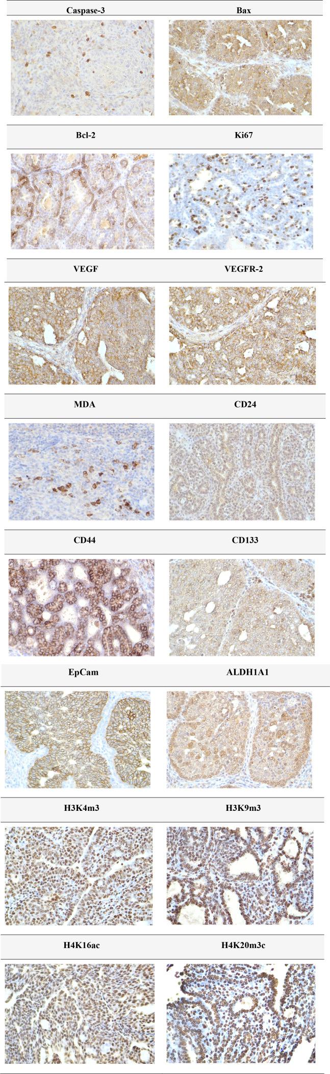 https://cdn.ncbi.nlm.nih.gov/pmc/blobs/b3cb/12075410/121d938d86cd/fphar-16-1561436-g004.jpg