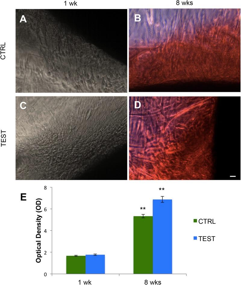 https://cdn.ncbi.nlm.nih.gov/pmc/blobs/b3cb/7240029/94a146134f45/fcell-08-00315-g006.jpg