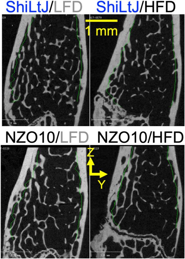 https://cdn.ncbi.nlm.nih.gov/pmc/blobs/b3d5/11333511/035ea1d89062/223_2024_1252_Fig2_HTML.jpg