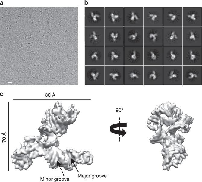 https://cdn.ncbi.nlm.nih.gov/pmc/blobs/b3d6/6890682/6562d5d1b275/41467_2019_13494_Fig1_HTML.jpg