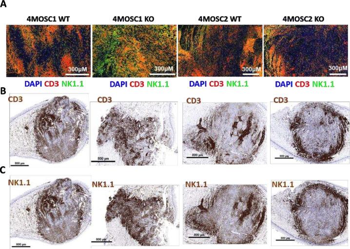 https://cdn.ncbi.nlm.nih.gov/pmc/blobs/b3d7/11086353/254bb5241908/jitc-2023-007187f05.jpg