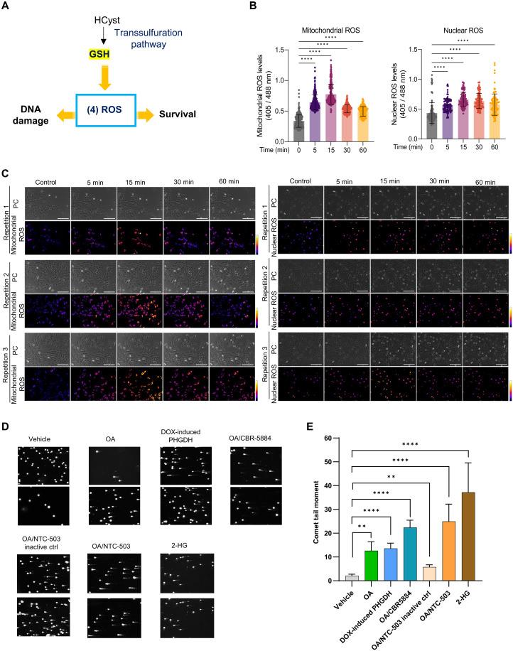 https://cdn.ncbi.nlm.nih.gov/pmc/blobs/b3da/11927636/5e87f42b4019/sciadv.ads9182-f3.jpg