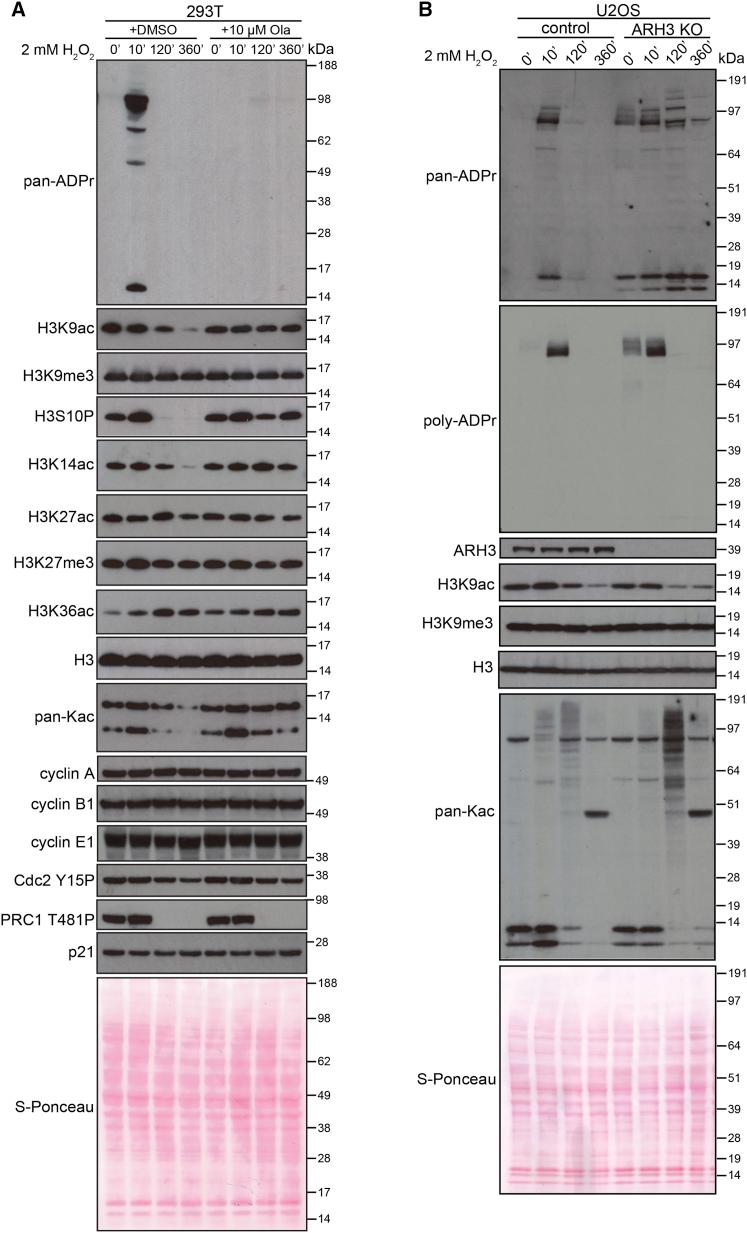 https://cdn.ncbi.nlm.nih.gov/pmc/blobs/b3da/6172693/6d98792c59ea/gr7.jpg