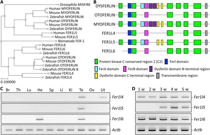 https://cdn.ncbi.nlm.nih.gov/pmc/blobs/b3dc/9876558/78b2a2c4a31b/sciadv.ade7607-f1.jpg