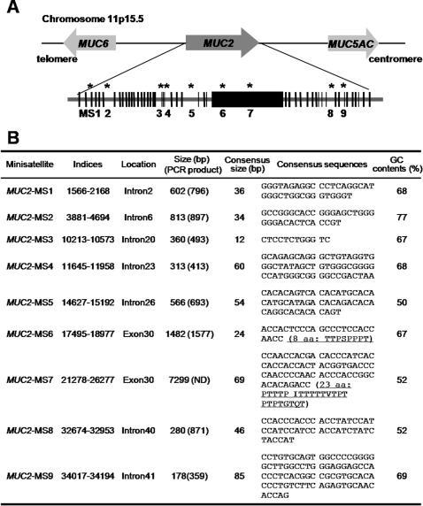 https://cdn.ncbi.nlm.nih.gov/pmc/blobs/b3de/2065792/56b8c1fe9952/pone.0001163.g001.jpg