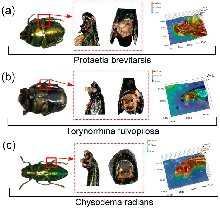 https://cdn.ncbi.nlm.nih.gov/pmc/blobs/b3e0/11505458/81c7481672bb/biomimetics-09-00605-g001.jpg