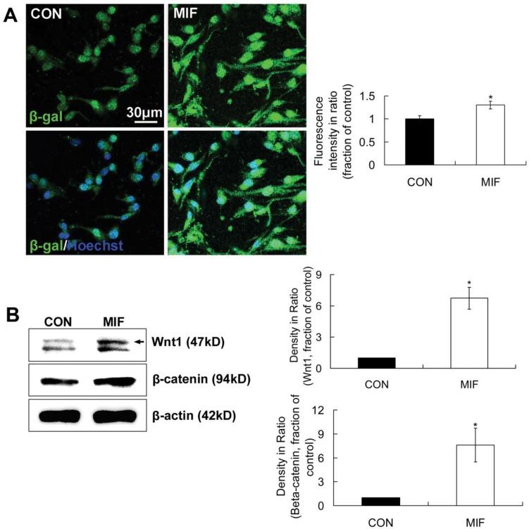 https://cdn.ncbi.nlm.nih.gov/pmc/blobs/b3e0/3858584/282d6491ce02/ijbsv09p1108g005.jpg