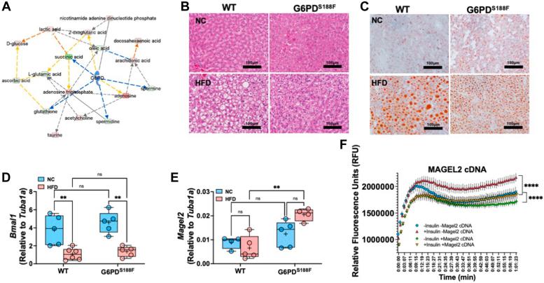 https://cdn.ncbi.nlm.nih.gov/pmc/blobs/b3e2/11328872/09834c35cdde/gr5.jpg