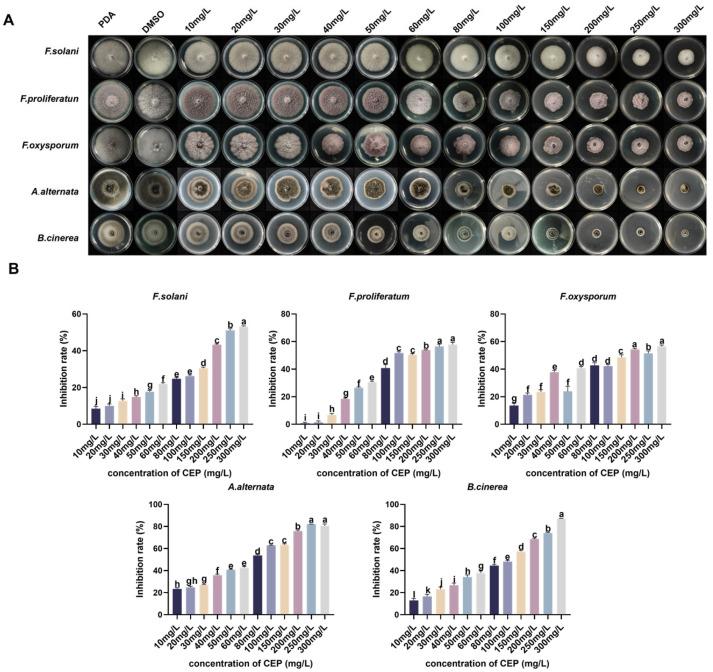 https://cdn.ncbi.nlm.nih.gov/pmc/blobs/b3e6/12196386/5f2afc72c449/microorganisms-13-01423-g003.jpg