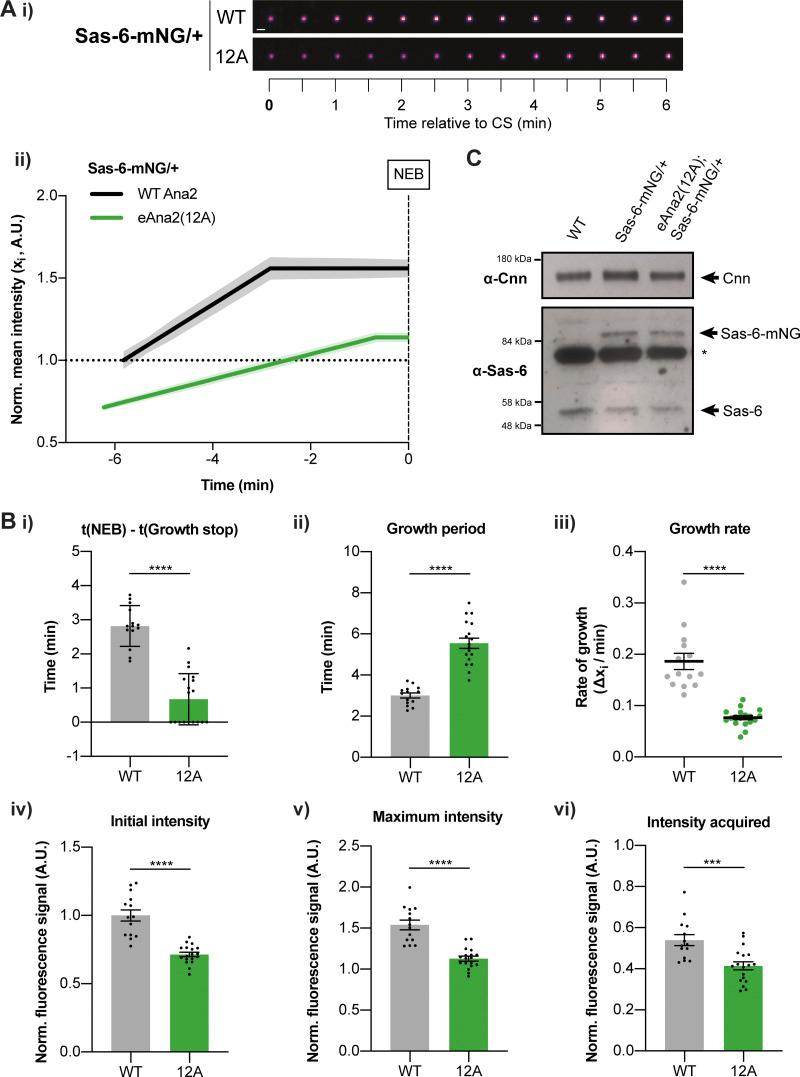 https://cdn.ncbi.nlm.nih.gov/pmc/blobs/b3e7/9442473/057dc4a5b577/JCB_202205058_Fig6.jpg