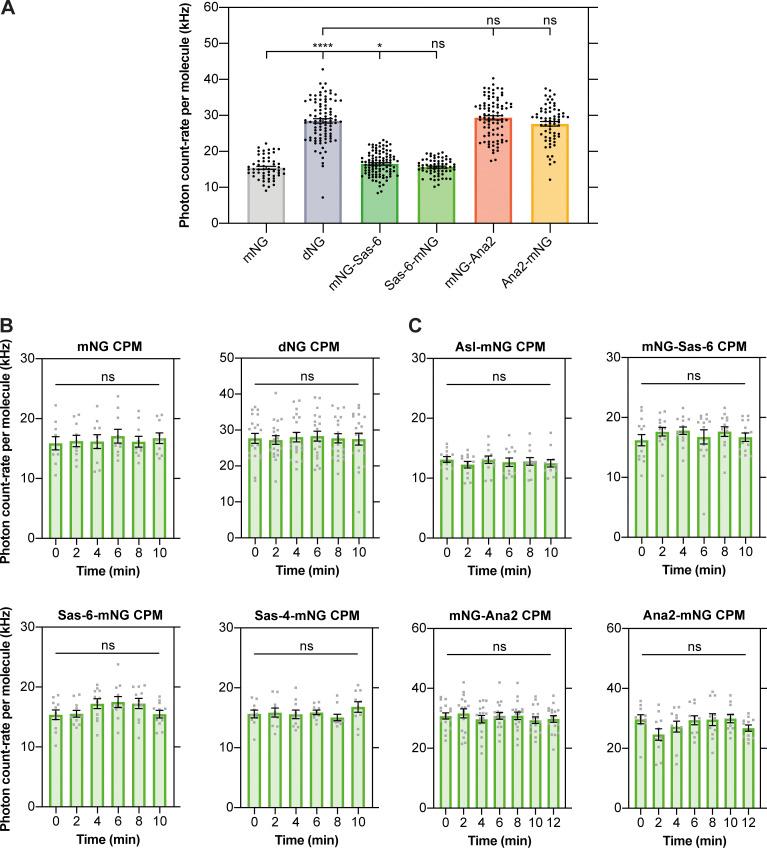 https://cdn.ncbi.nlm.nih.gov/pmc/blobs/b3e7/9442473/1168e641bea7/JCB_202205058_FigS2.jpg