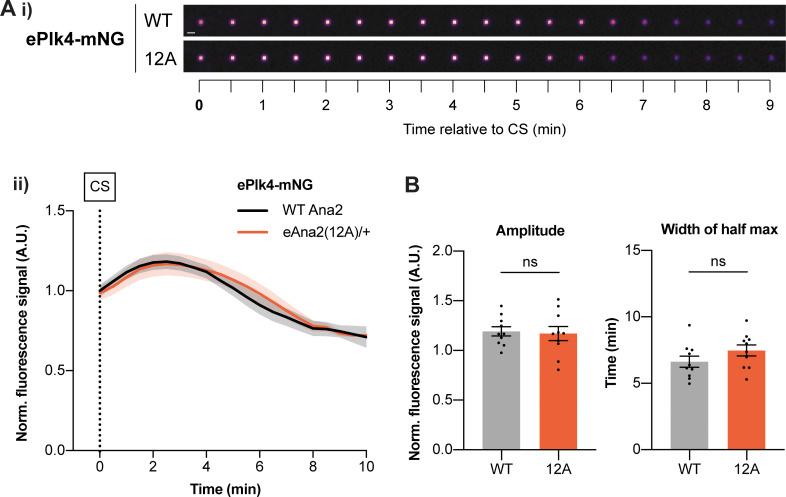 https://cdn.ncbi.nlm.nih.gov/pmc/blobs/b3e7/9442473/6150813d6463/JCB_202205058_Fig7.jpg