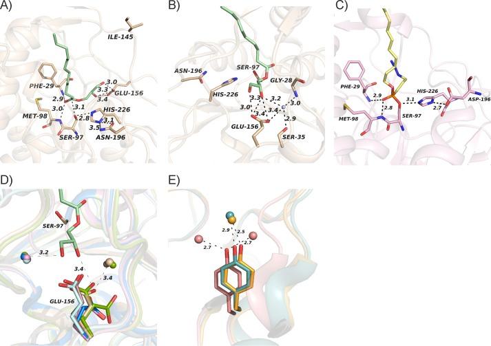 https://cdn.ncbi.nlm.nih.gov/pmc/blobs/b3e8/3829422/f06edeb95a69/zbc0471365130005.jpg