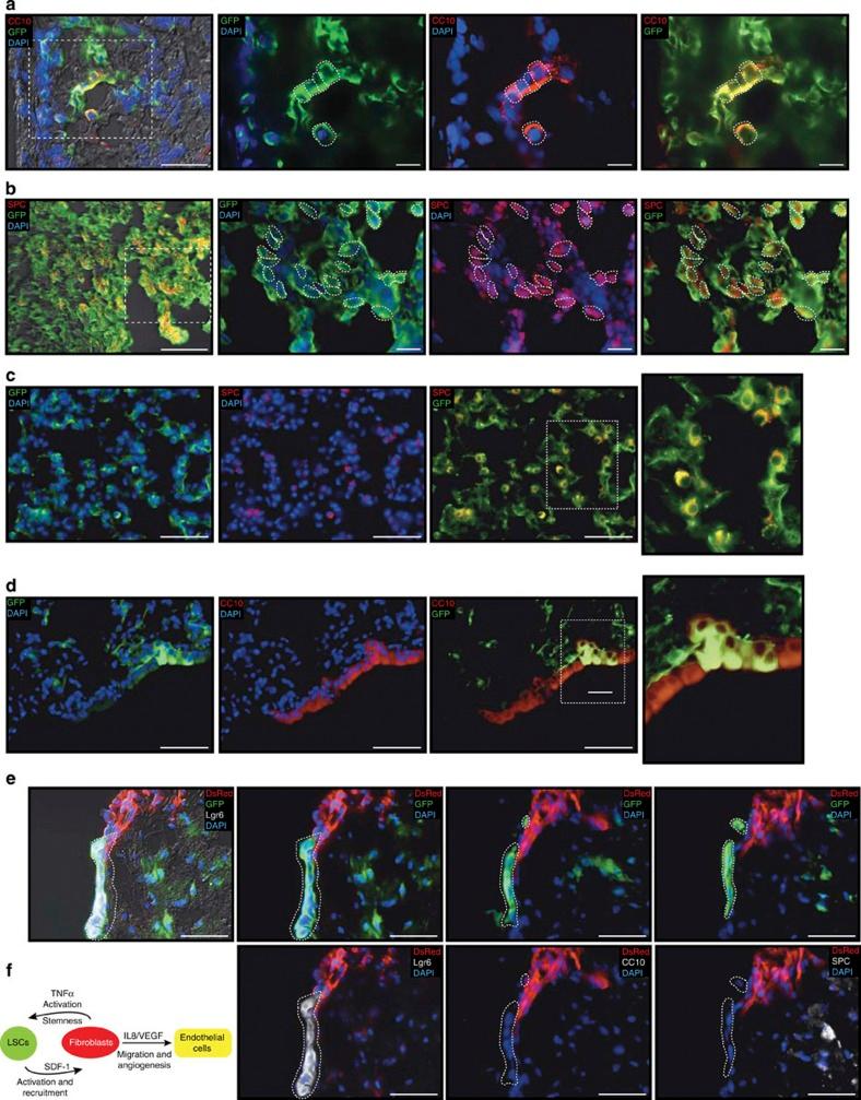 https://cdn.ncbi.nlm.nih.gov/pmc/blobs/b3e9/3905720/020d7074685f/ncomms4175-f7.jpg