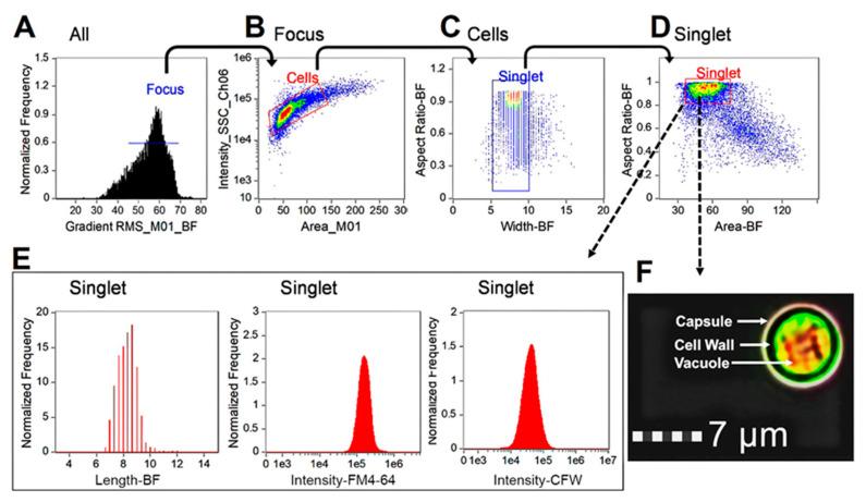 https://cdn.ncbi.nlm.nih.gov/pmc/blobs/b3f0/10381375/257debf1ff40/jof-09-00722-g005.jpg