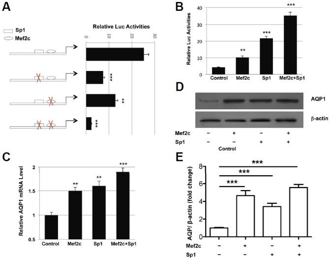 https://cdn.ncbi.nlm.nih.gov/pmc/blobs/b3f5/4844935/17e2c9f459a1/molce-39-4-292f2.jpg