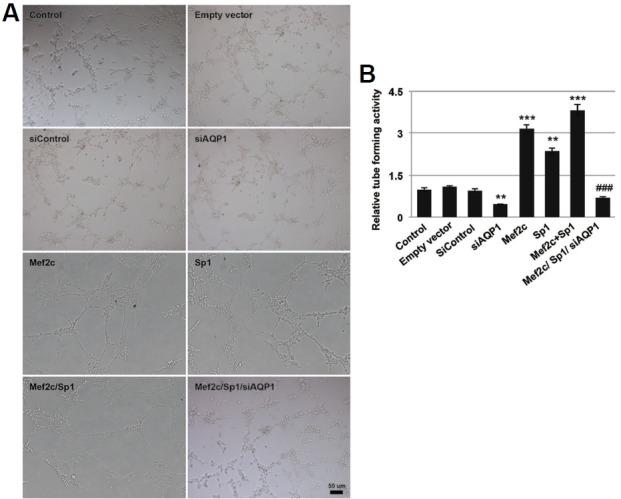 https://cdn.ncbi.nlm.nih.gov/pmc/blobs/b3f5/4844935/a65ac2170b17/molce-39-4-292f5.jpg