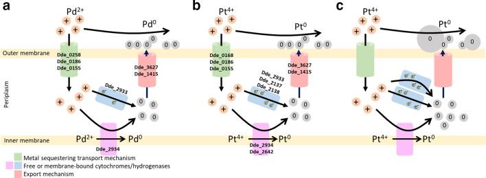 https://cdn.ncbi.nlm.nih.gov/pmc/blobs/b3f6/7376266/372921f16182/mic-165-1282-g002.jpg