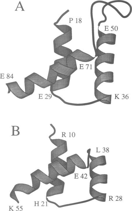https://cdn.ncbi.nlm.nih.gov/pmc/blobs/b3f8/413398/a8e375e0af8e/emboj00077-0078-a.jpg