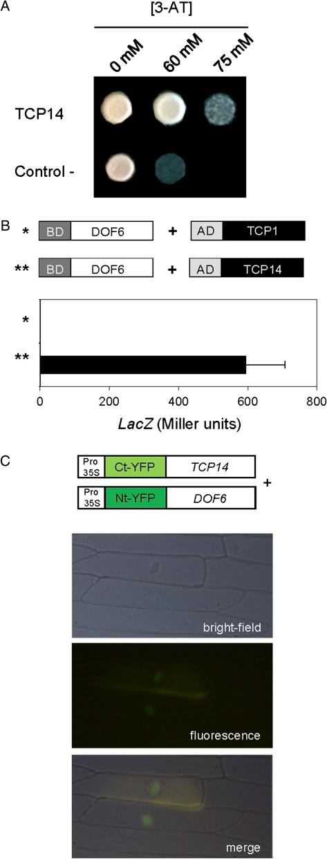 https://cdn.ncbi.nlm.nih.gov/pmc/blobs/b3fa/3295388/de521fcc341f/jexboterr388f06_3c.jpg