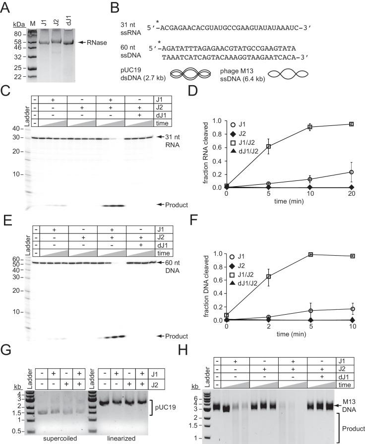 https://cdn.ncbi.nlm.nih.gov/pmc/blobs/b3fb/6447361/14d4c54b8bac/elife-45393-fig5.jpg