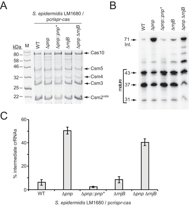 https://cdn.ncbi.nlm.nih.gov/pmc/blobs/b3fb/6447361/16d6634ba617/elife-45393-fig2.jpg