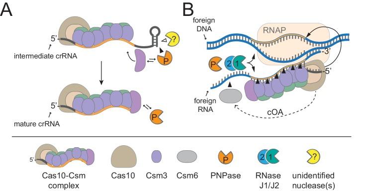 https://cdn.ncbi.nlm.nih.gov/pmc/blobs/b3fb/6447361/204f8c84c397/elife-45393-fig6.jpg
