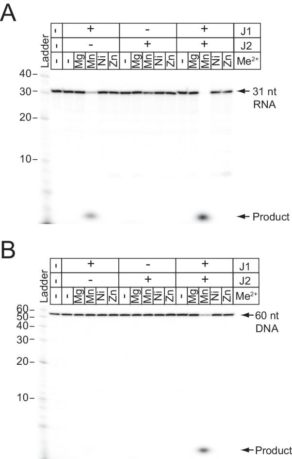 https://cdn.ncbi.nlm.nih.gov/pmc/blobs/b3fb/6447361/d761e9576ccf/elife-45393-fig5-figsupp1.jpg