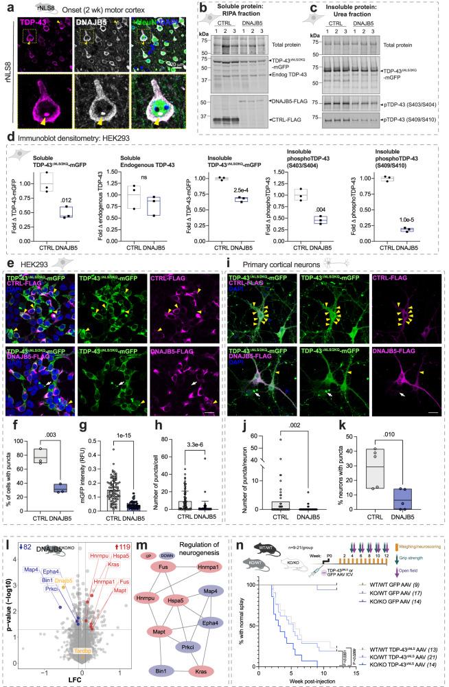 https://cdn.ncbi.nlm.nih.gov/pmc/blobs/b3fc/10876645/0b781895d07f/41467_2024_45646_Fig5_HTML.jpg