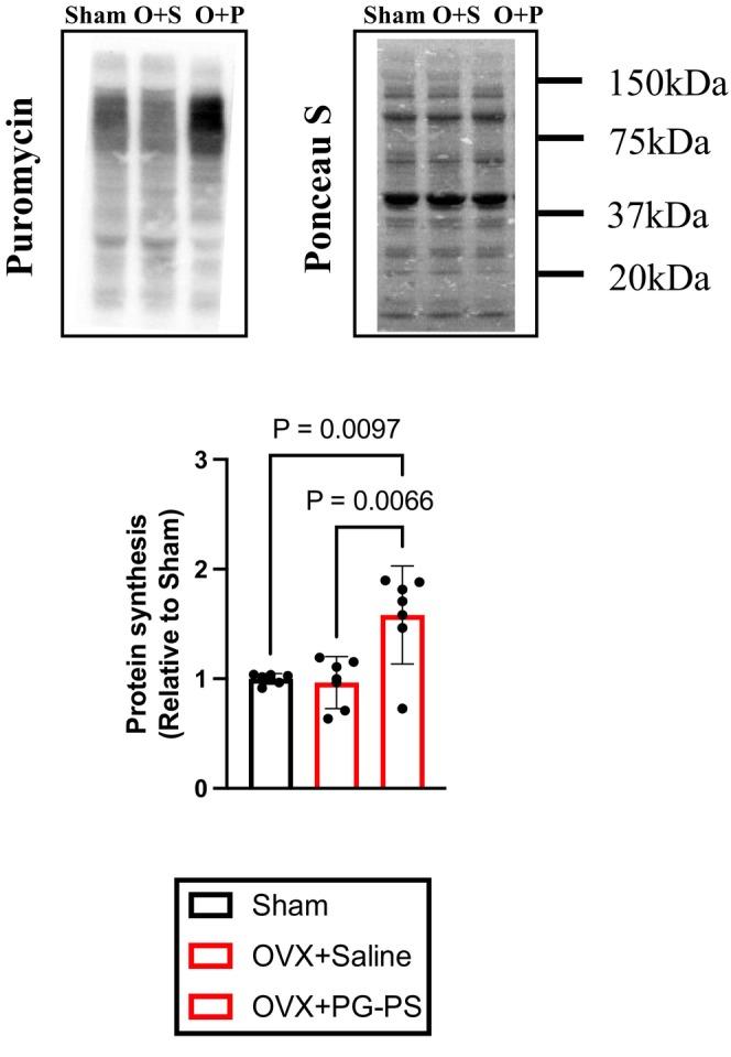 https://cdn.ncbi.nlm.nih.gov/pmc/blobs/b3fd/12181685/18f4cb686971/PHY2-13-e70431-g012.jpg
