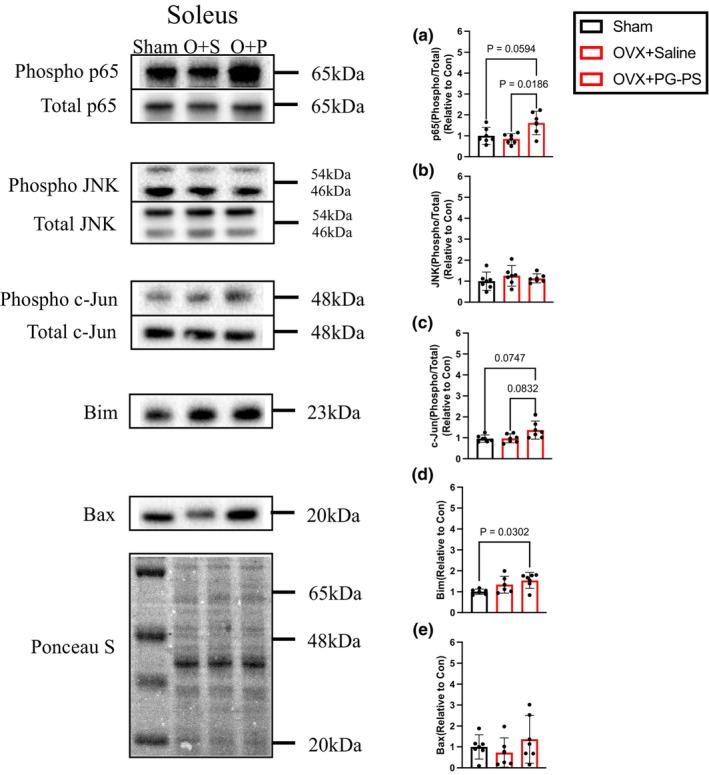 https://cdn.ncbi.nlm.nih.gov/pmc/blobs/b3fd/12181685/424adfb25f7b/PHY2-13-e70431-g011.jpg