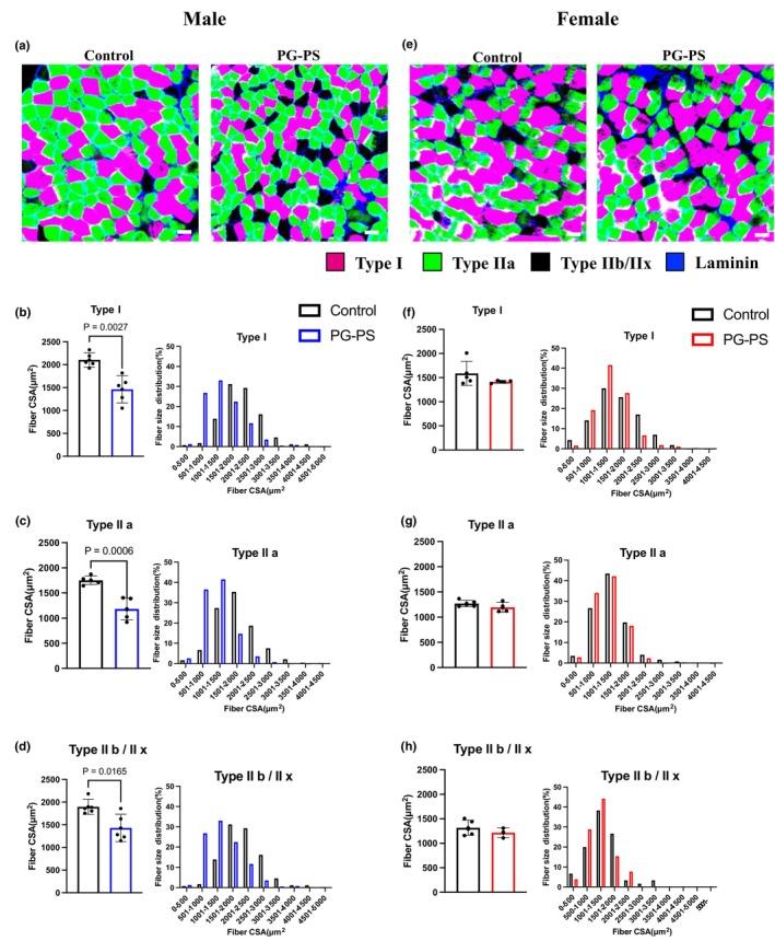 https://cdn.ncbi.nlm.nih.gov/pmc/blobs/b3fd/12181685/d47f2891fe43/PHY2-13-e70431-g006.jpg